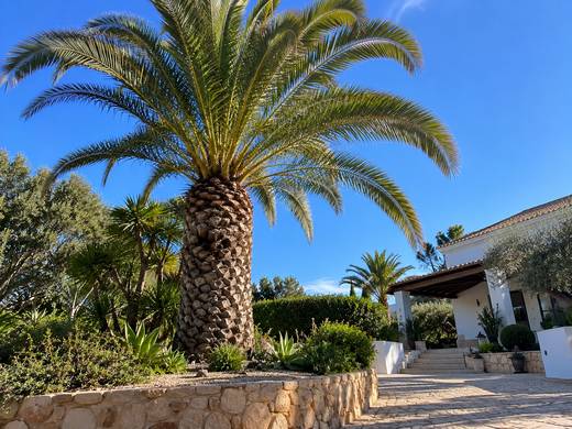 Moradia no Algarve com palmeira ao sol e jardim bem mantido